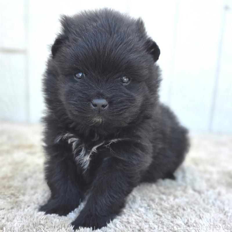 販売中の茨城県のポメラニアン-448427の12枚目