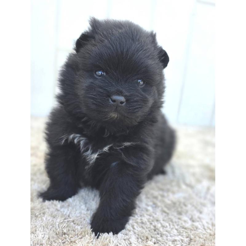 販売中の茨城県のポメラニアン-448427の11枚目