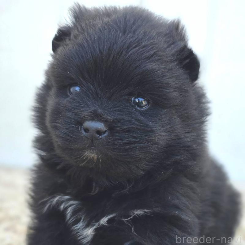 販売中の茨城県のポメラニアン-448427