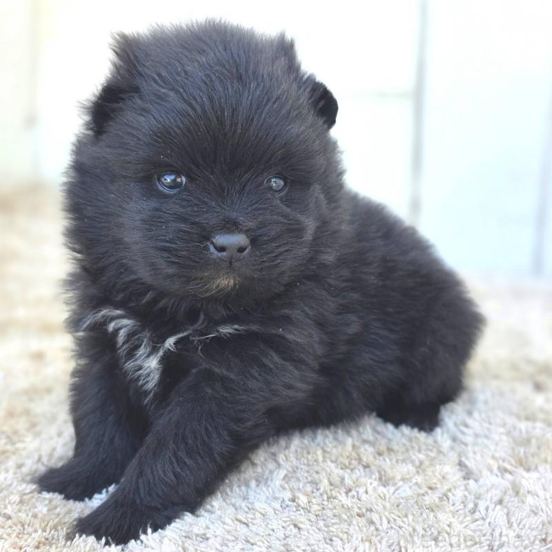 販売中の茨城県のポメラニアン-448427の9枚目