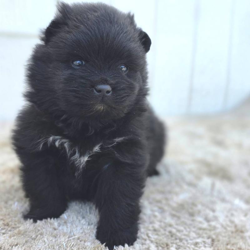 販売中の茨城県のポメラニアン-448427の7枚目