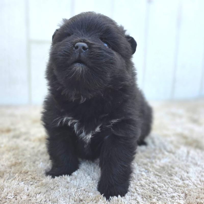 販売中の茨城県のポメラニアン-448427の6枚目