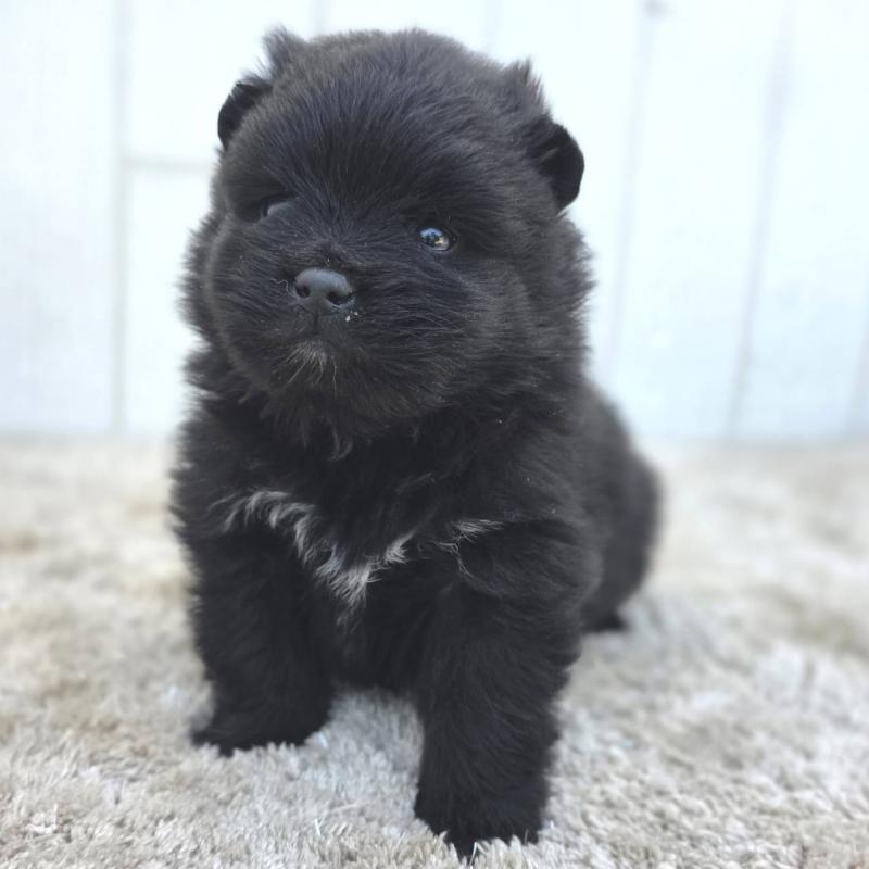 販売中の茨城県のポメラニアン-448427の3枚目