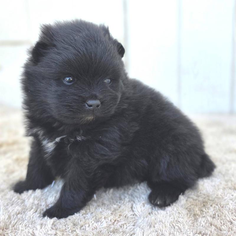 販売中の茨城県のポメラニアン-448427の2枚目