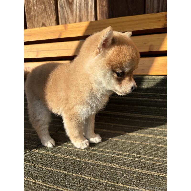 販売中の岡山県の豆柴-448429の5枚目