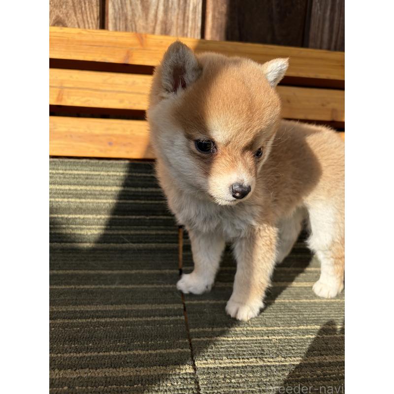 販売中の岡山県の豆柴-448429の4枚目