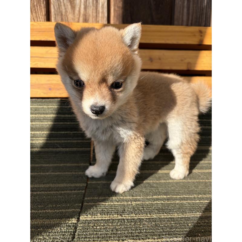 販売中の岡山県の豆柴-448429の3枚目