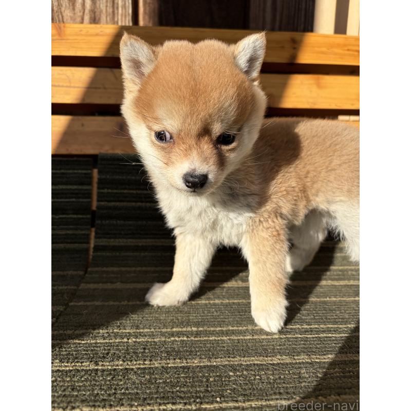 販売中の岡山県の豆柴-448429の2枚目