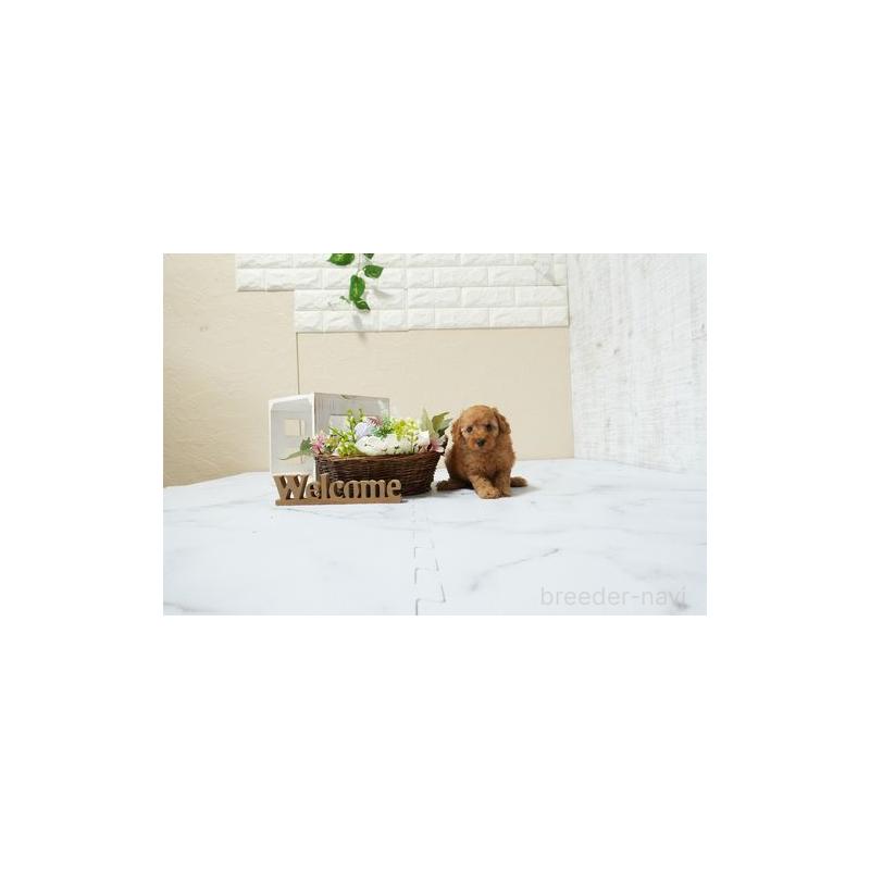 販売中の滋賀県のタイニープードル-448021の5枚目