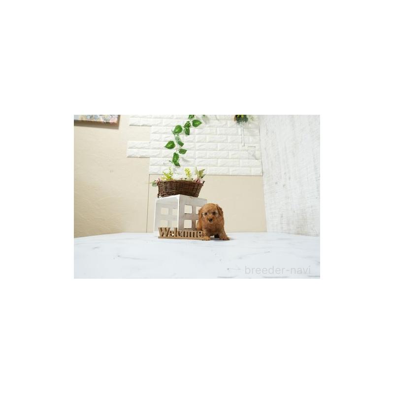 販売中の滋賀県のタイニープードル-448021の4枚目