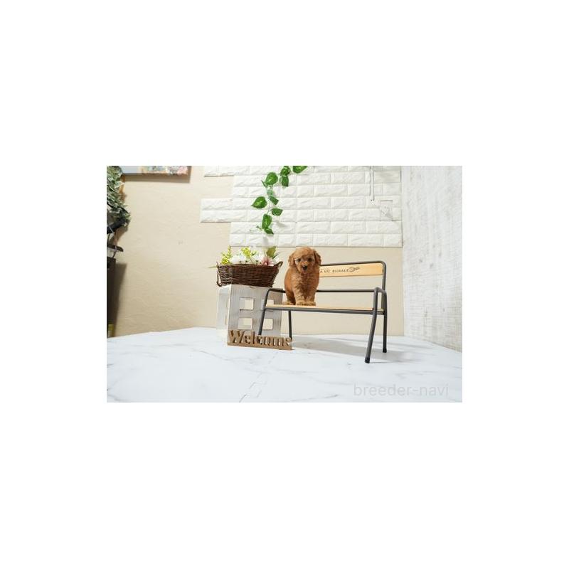 販売中の滋賀県のタイニープードル-448021の3枚目