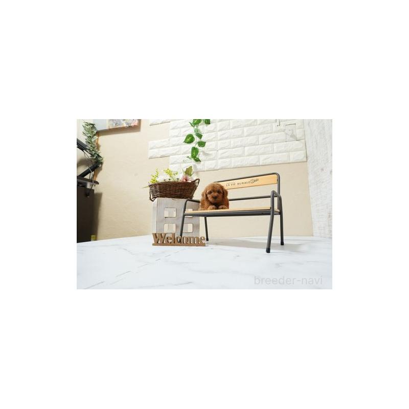 販売中の滋賀県のティーカッププードル-448058の4枚目