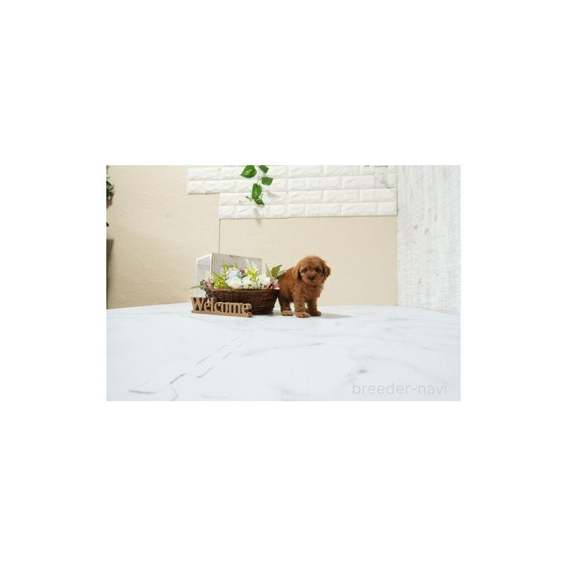 販売中の滋賀県のティーカッププードル-448058の3枚目