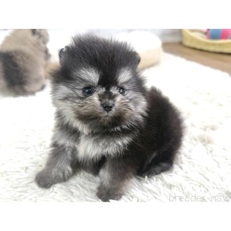 販売中の神奈川県のポメラニアン-448432の6枚目