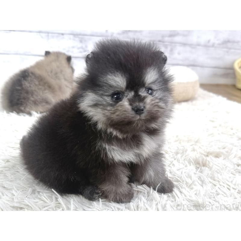 販売中の神奈川県のポメラニアン-448432の4枚目