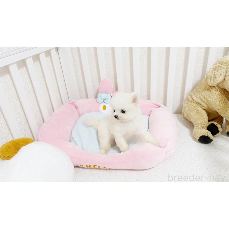 販売中の東京都のポメラニアン-448434の6枚目