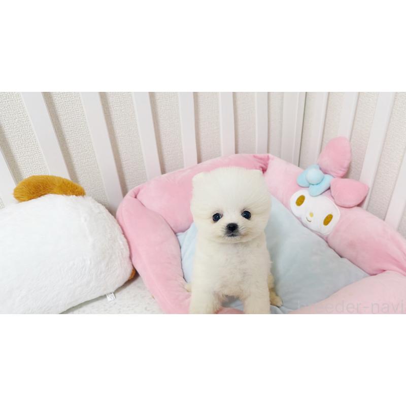 販売中の東京都のポメラニアン-448434の5枚目