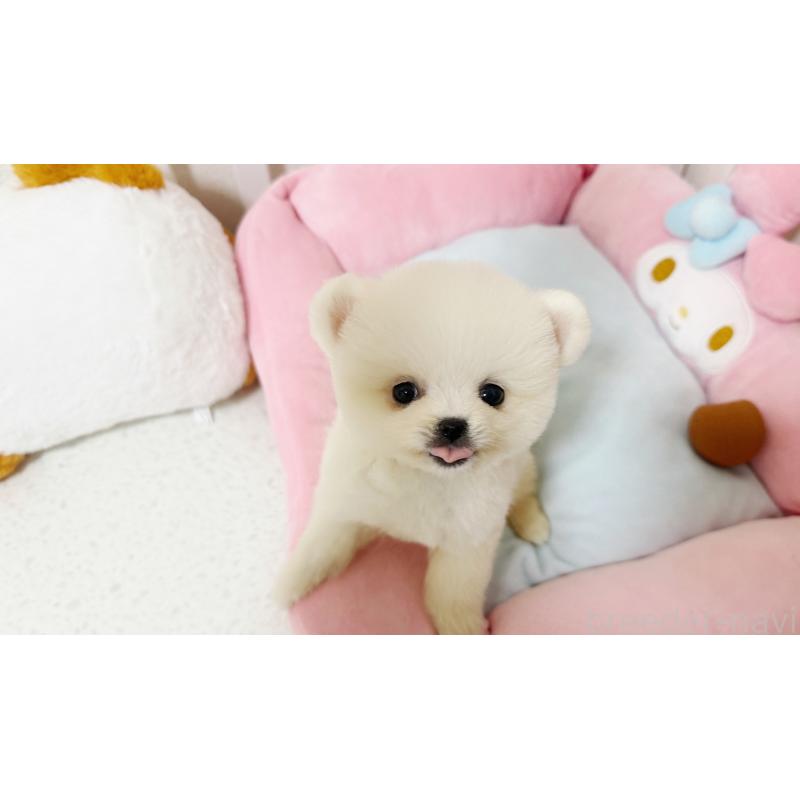 販売中の東京都のポメラニアン-448434の4枚目