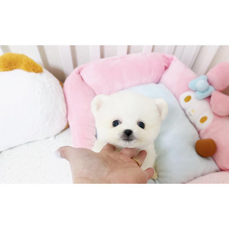 販売中の東京都のポメラニアン-448434の3枚目