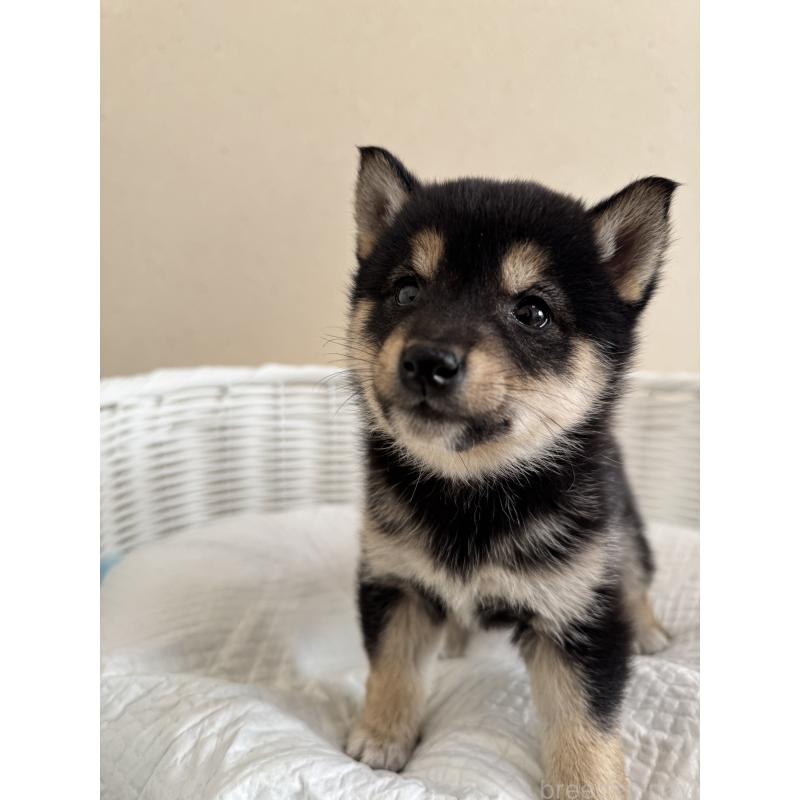 販売中の兵庫県の豆柴-448435