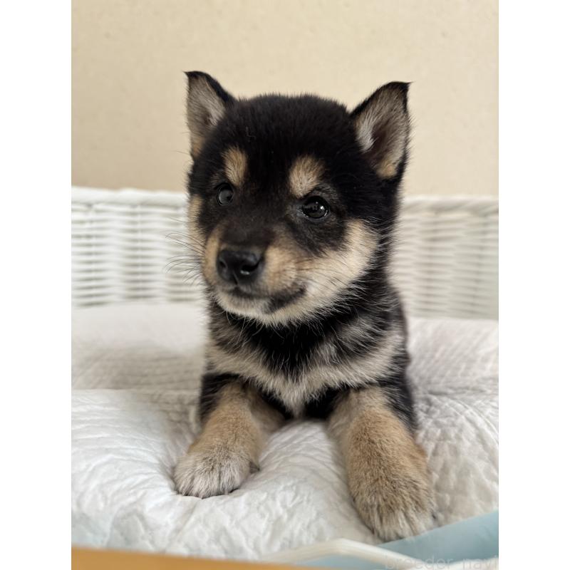 販売中の兵庫県の豆柴-448435の11枚目