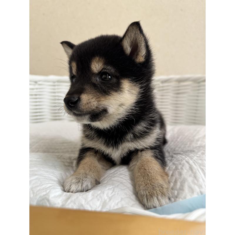 販売中の兵庫県の豆柴-448435の10枚目