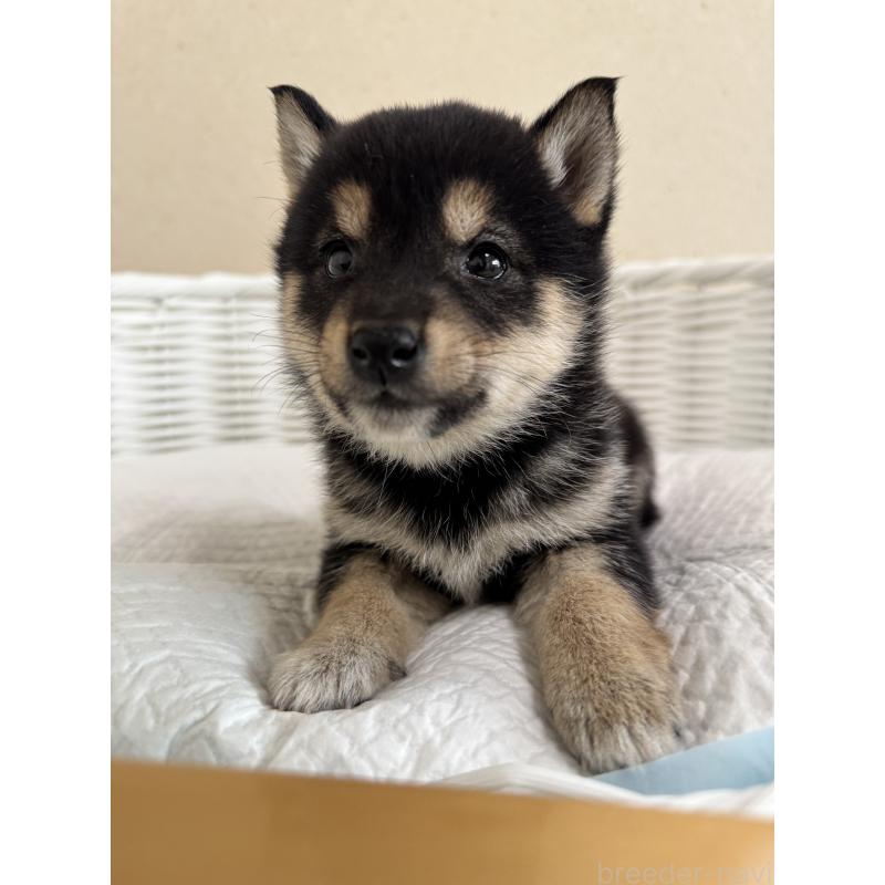 販売中の兵庫県の豆柴-448435の9枚目