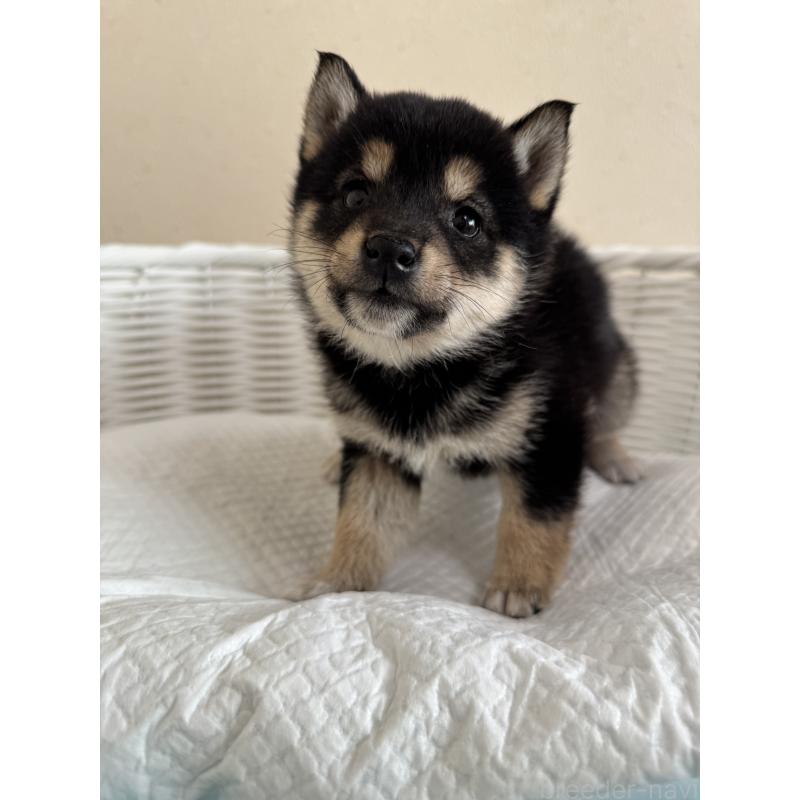 販売中の兵庫県の豆柴-448435の8枚目