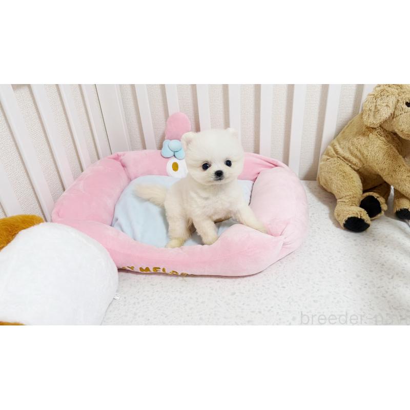 販売中の東京都のポメラニアン-448434の2枚目