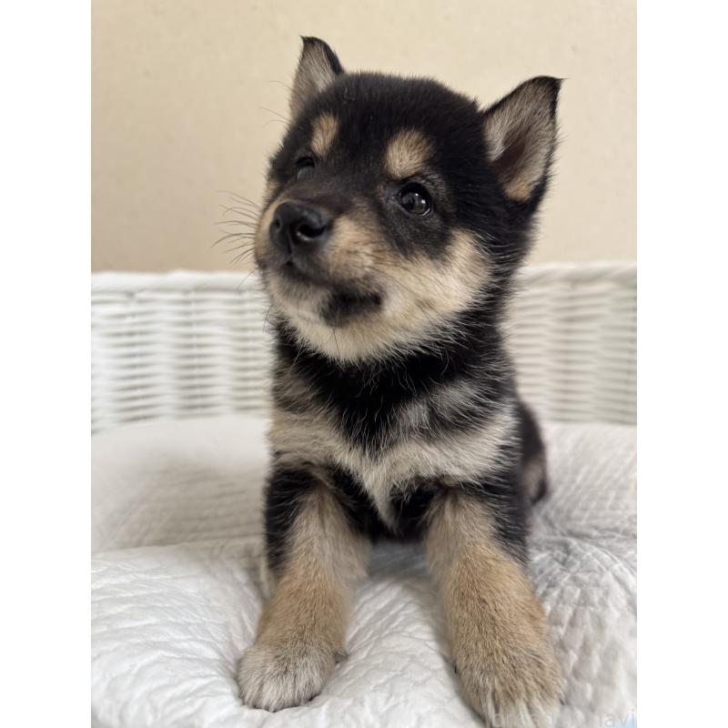 販売中の兵庫県の豆柴-448435の7枚目