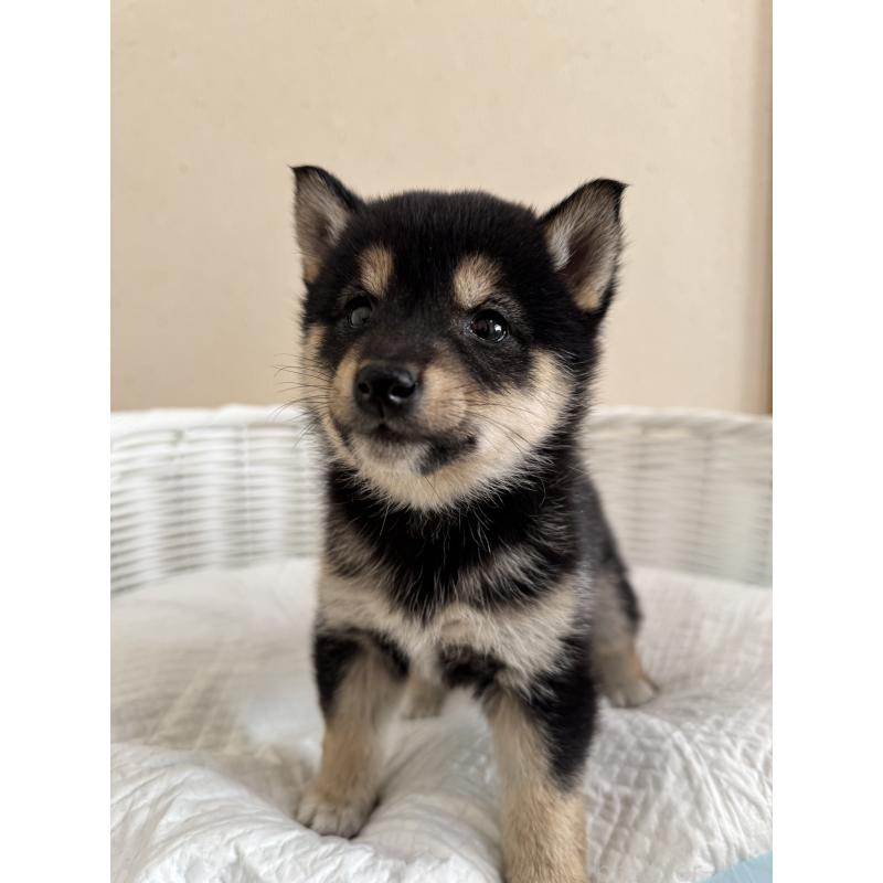 販売中の兵庫県の豆柴-448435の6枚目