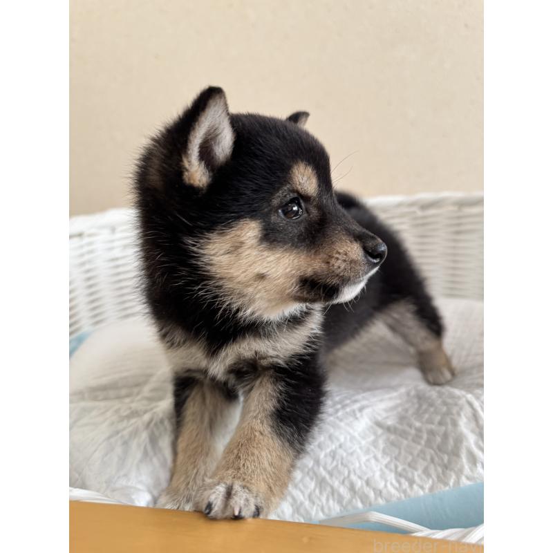 販売中の兵庫県の豆柴-448435の5枚目