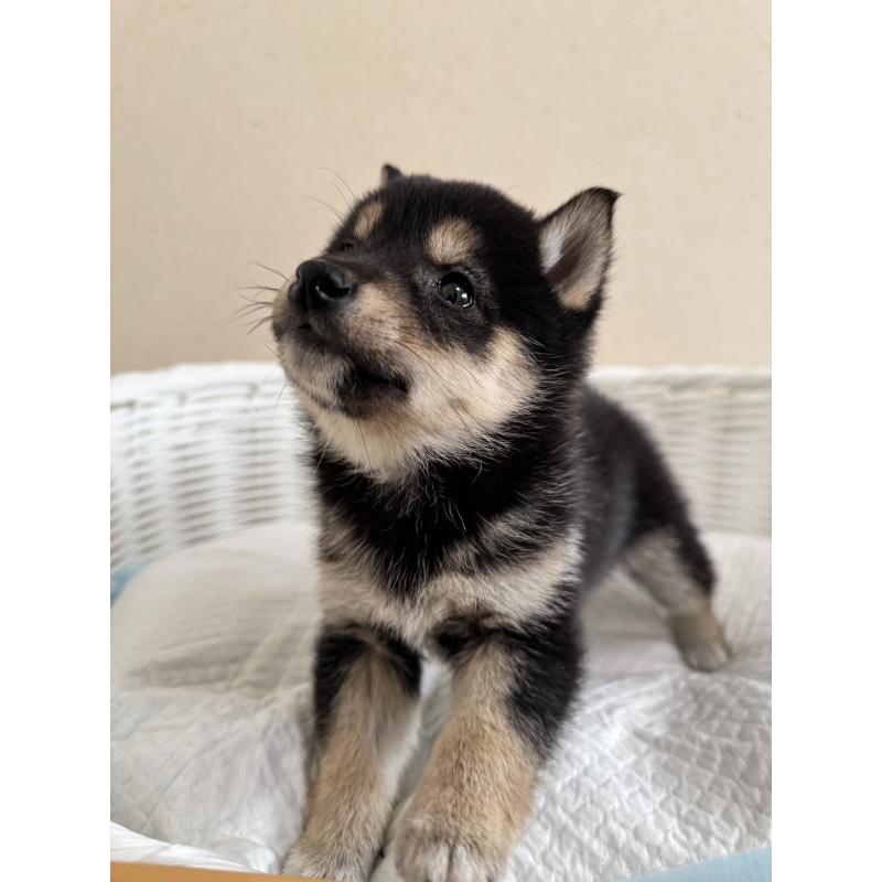 販売中の兵庫県の豆柴-448435の4枚目