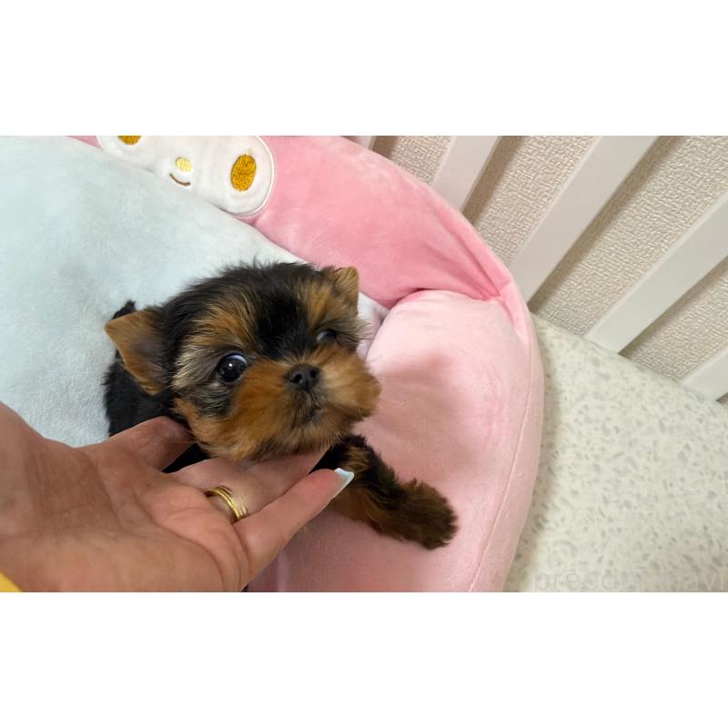 販売中の東京都のヨークシャーテリア-448439の7枚目