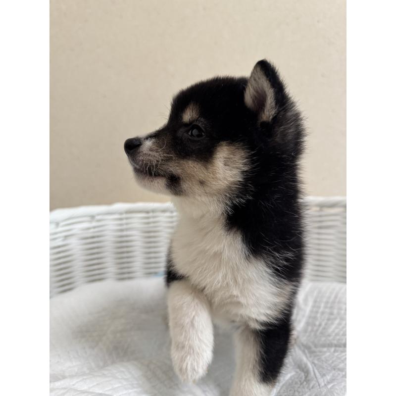 販売中の兵庫県の豆柴-448437の13枚目