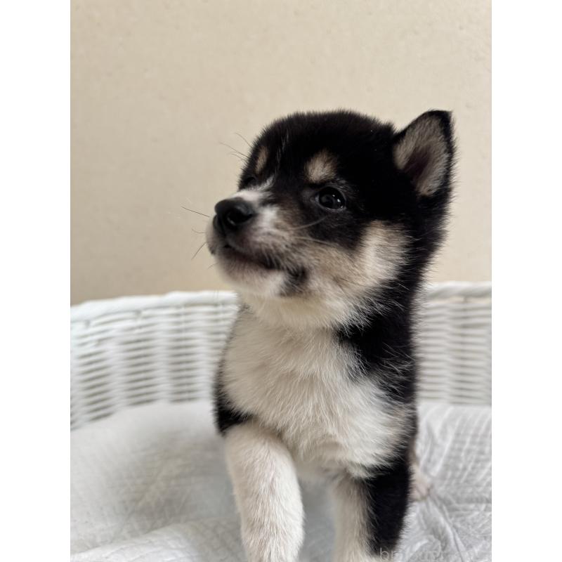 販売中の兵庫県の豆柴-448437の12枚目