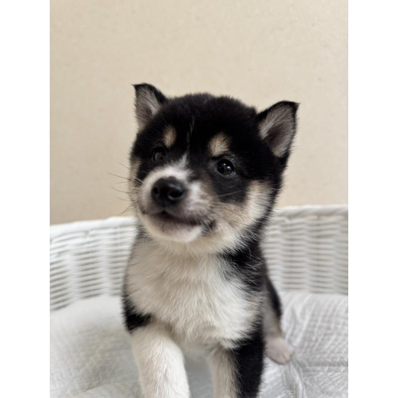 販売中の兵庫県の豆柴-448437の11枚目