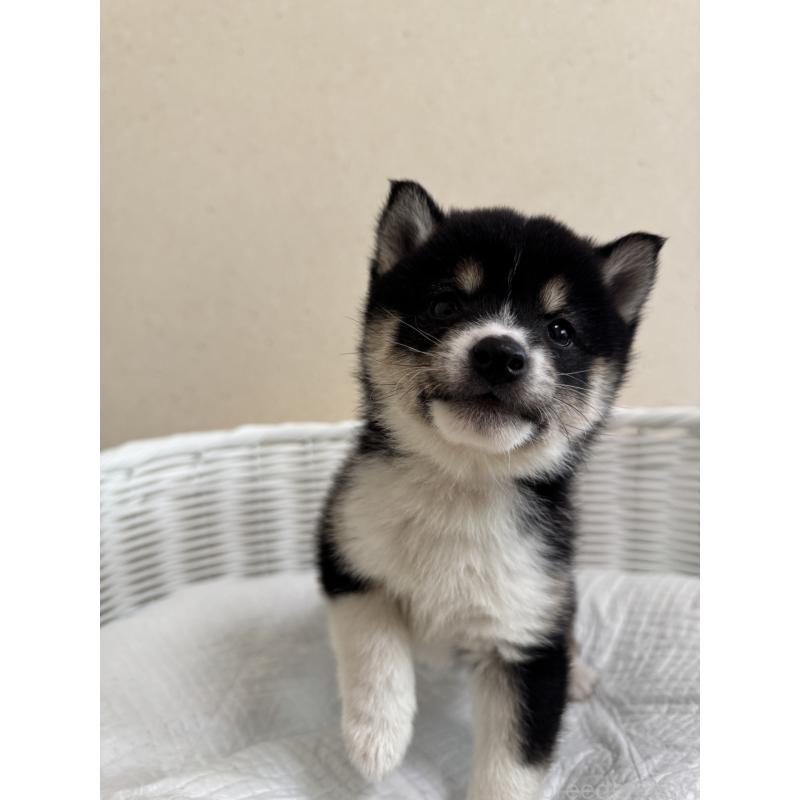 販売中の兵庫県の豆柴-448437の10枚目