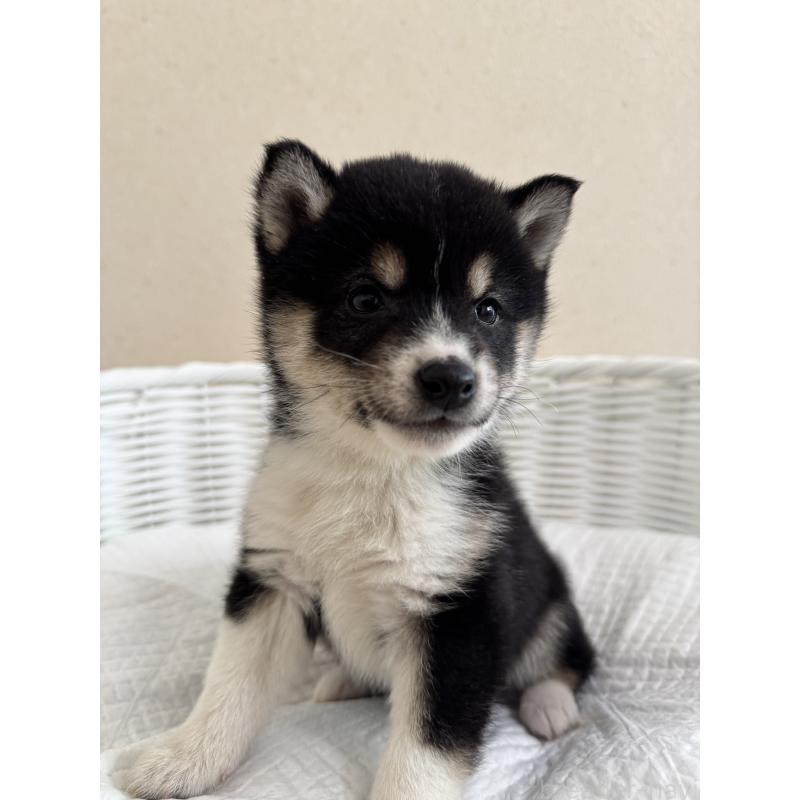 販売中の兵庫県の豆柴-448437の9枚目