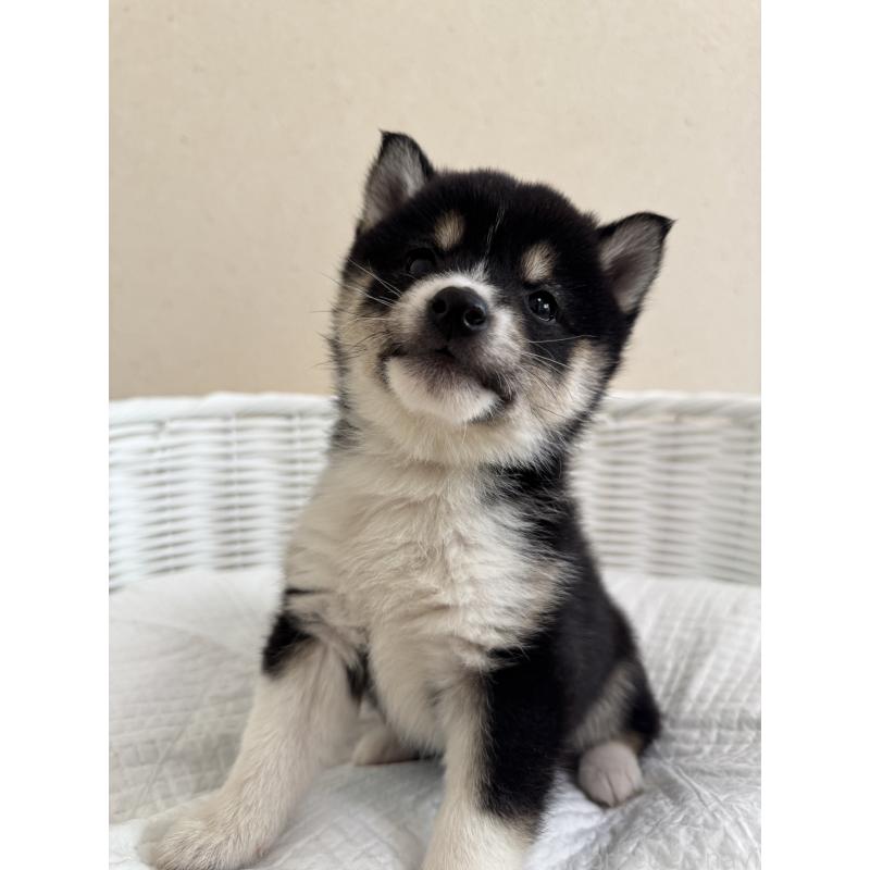 販売中の兵庫県の豆柴-448437の8枚目