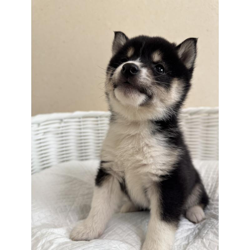 販売中の兵庫県の豆柴-448437の7枚目