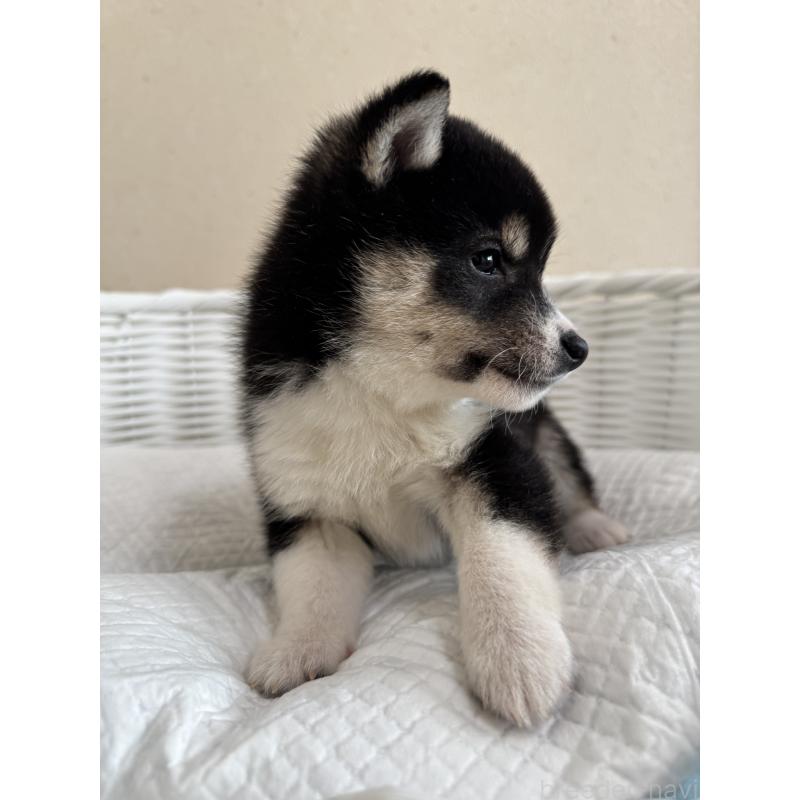 販売中の兵庫県の豆柴-448437の6枚目