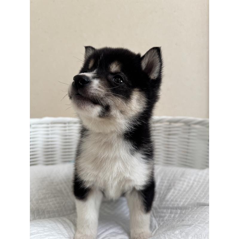 販売中の兵庫県の豆柴-448437の5枚目