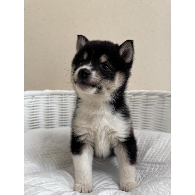 販売中の兵庫県の豆柴-448437の4枚目