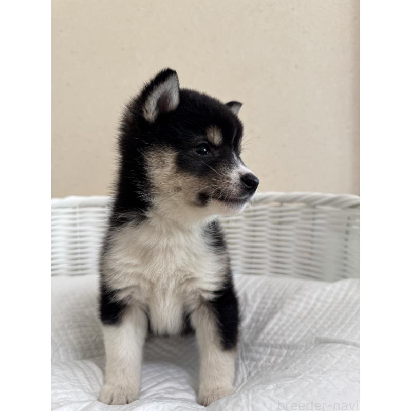 販売中の兵庫県の豆柴-448437の3枚目