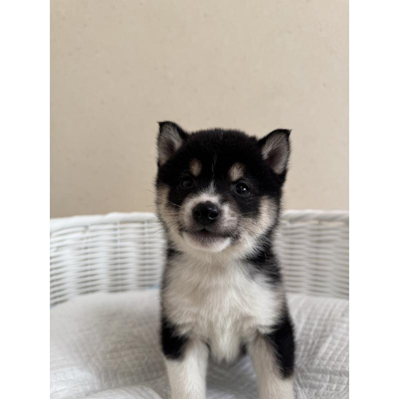 販売中の兵庫県の豆柴-448437の2枚目