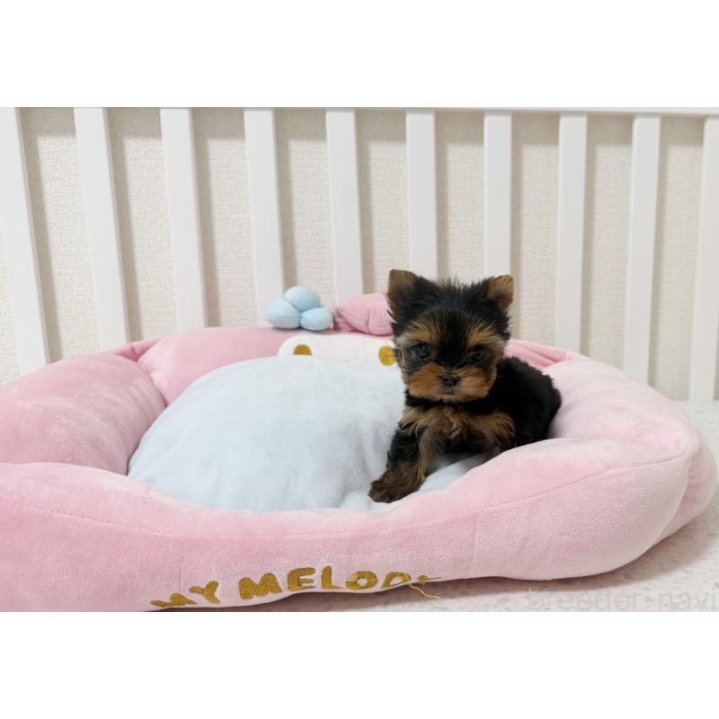 販売中の東京都のヨークシャーテリア-448439の4枚目