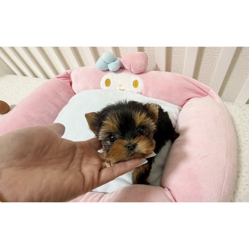 販売中の東京都のヨークシャーテリア-448439の3枚目