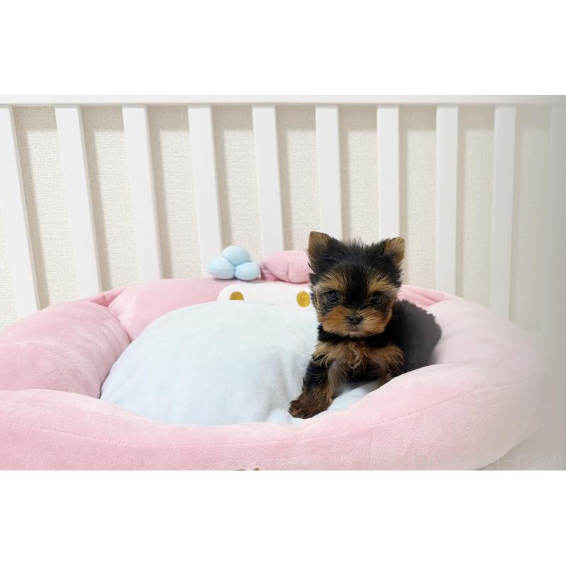 販売中の東京都のヨークシャーテリア-448439の2枚目