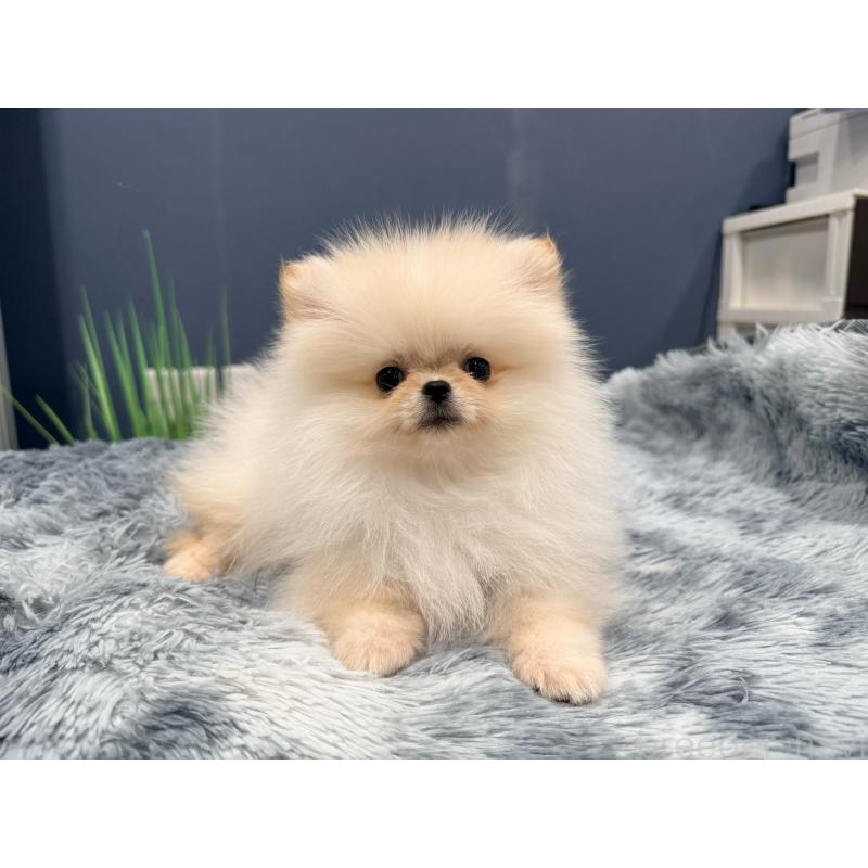 販売中の埼玉県のポメラニアン-448440